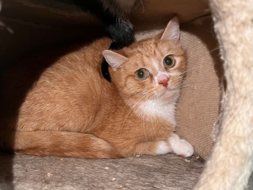 Dascha – Katze, männlich, 32758 Detmold – zur Adoption