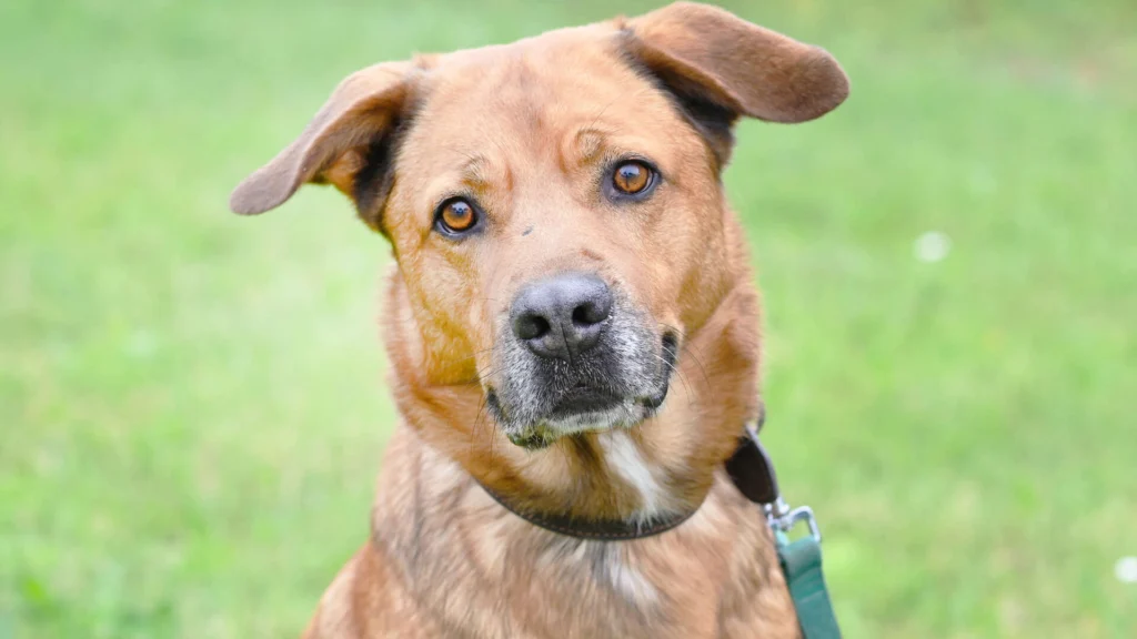 Klaus – Schäferhund-Mix, männlich, 5 Jahre, 5 Monate, 13057 Berlin – zur Adoption