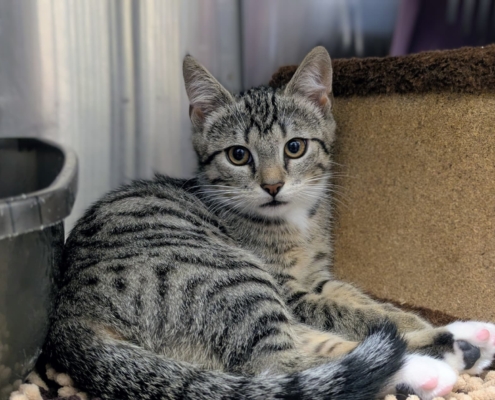 Lou – Katze, weiblich, 3 Monate, 39576 Stendal – zur Adoption