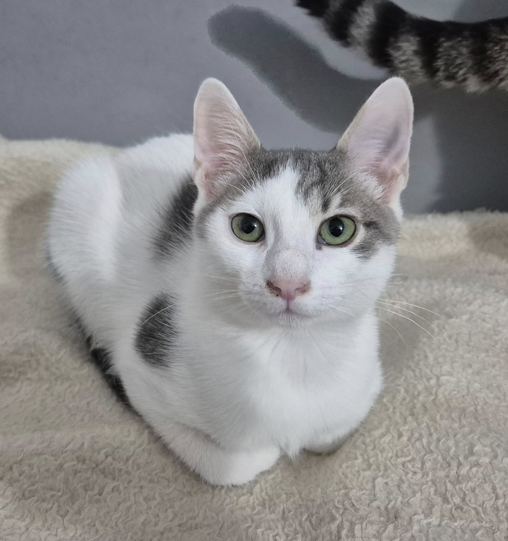 Louie - Ehemals Kater222848 – EKH, männlich, 50823 Köln – zur Adoption