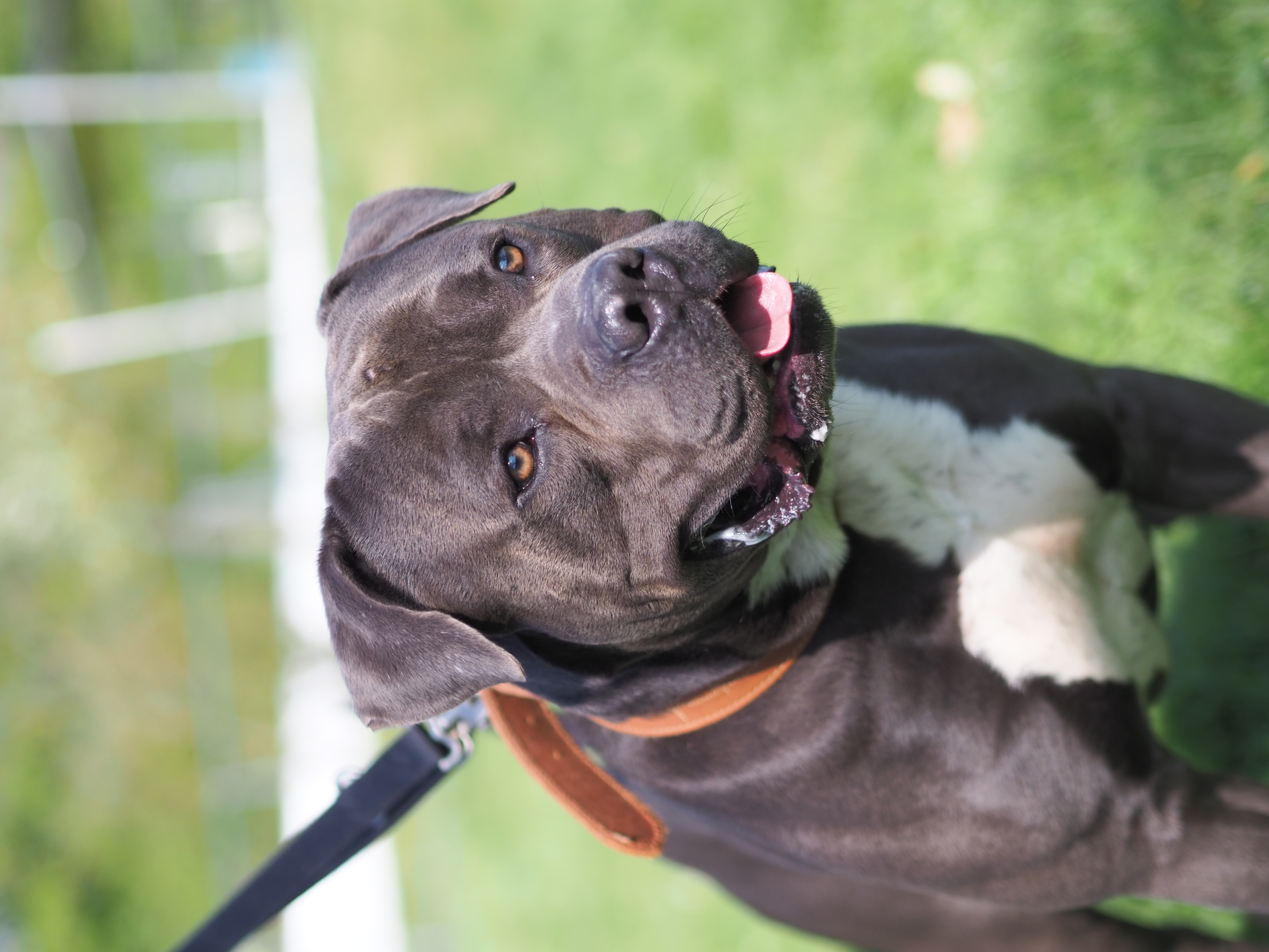 Tyson – American Bully XL, männlich, 1 Jahr, 50969 Köln-Zollstock – zur Adoption