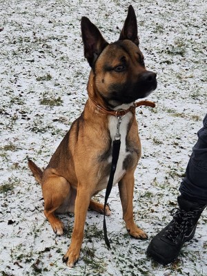 Tierheim Stuttgart Seniorenhaus für Hunde