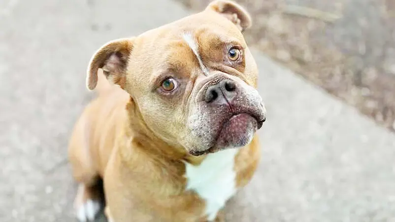 Joseph – English Bulldog Mix, männlich, 5 Jahre, 8 Monate, 13057 Berlin – zur Adoption