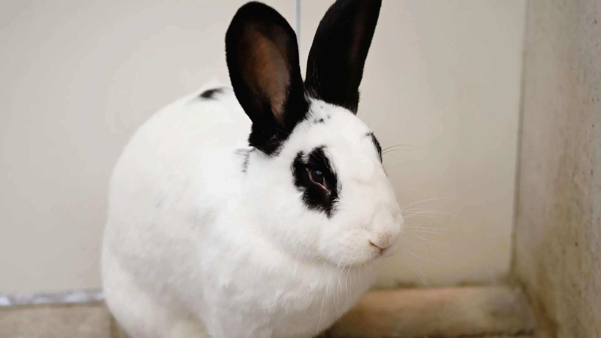 Darius & Mereties – Riesenschecke, männlich, 13 Monate, 13057 Berlin – zur Adoption