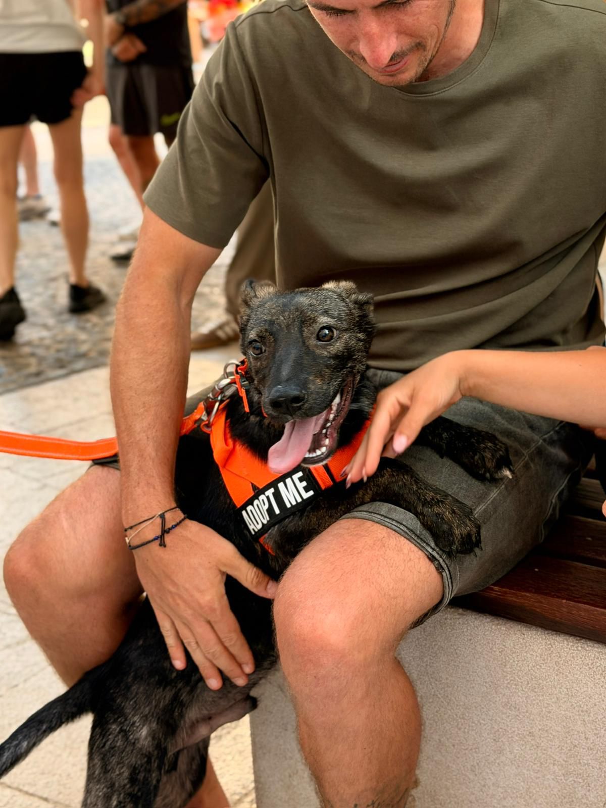 Branimir – Hund, männlich, 4 Monate, Nordic Strays e.V. – zur Adoption