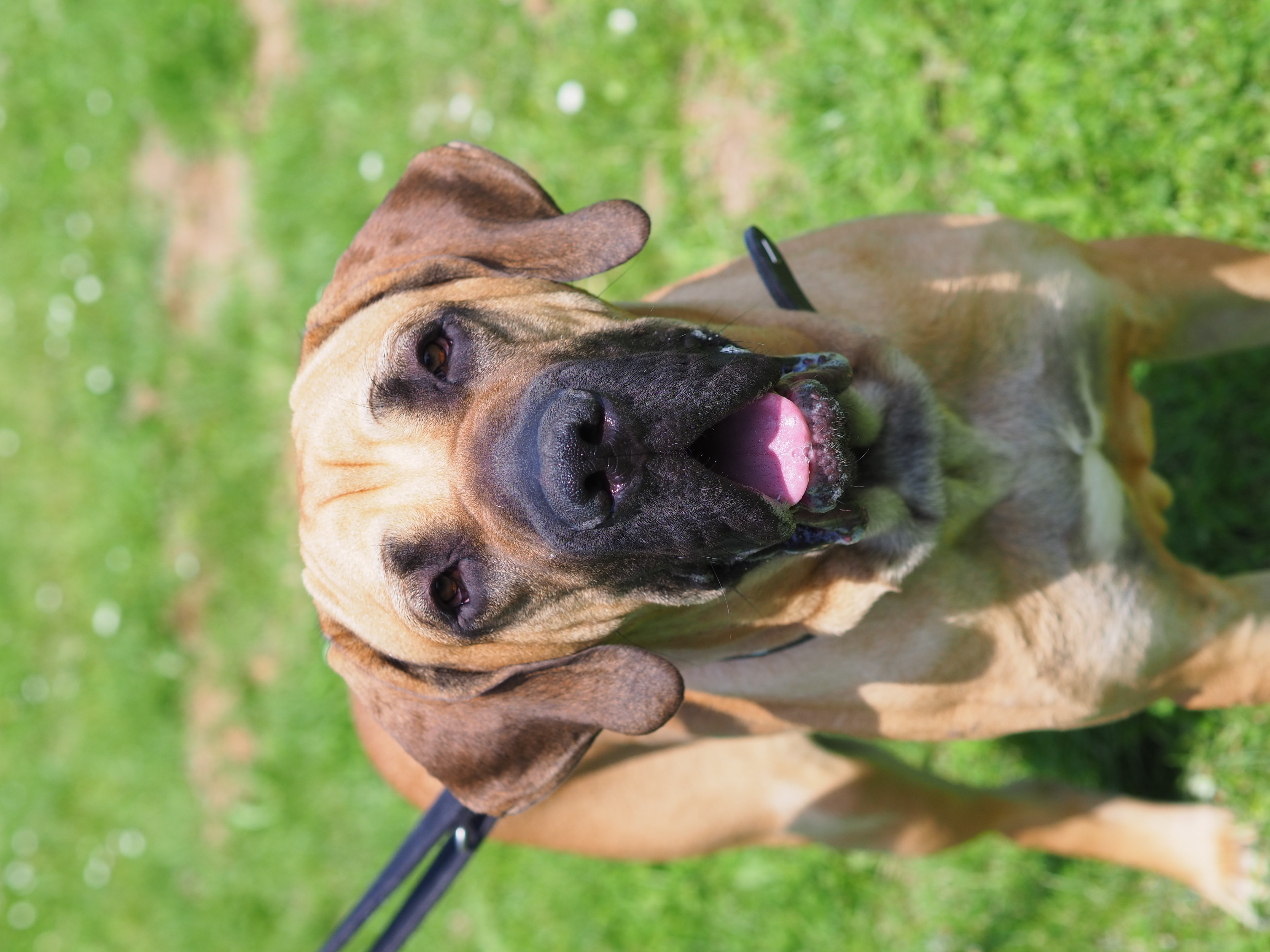 Faro – Fila Brasileiro, männlich, 1 Jahr, 50969 Köln-Zollstock – zur Adoption