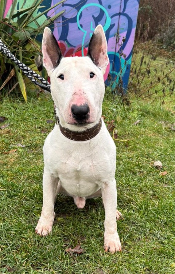 Hobbs – Bullterrrier, männlich, 8 Jahre, 7 Monate, 50969 Köln-Zollstock – zur Adoption