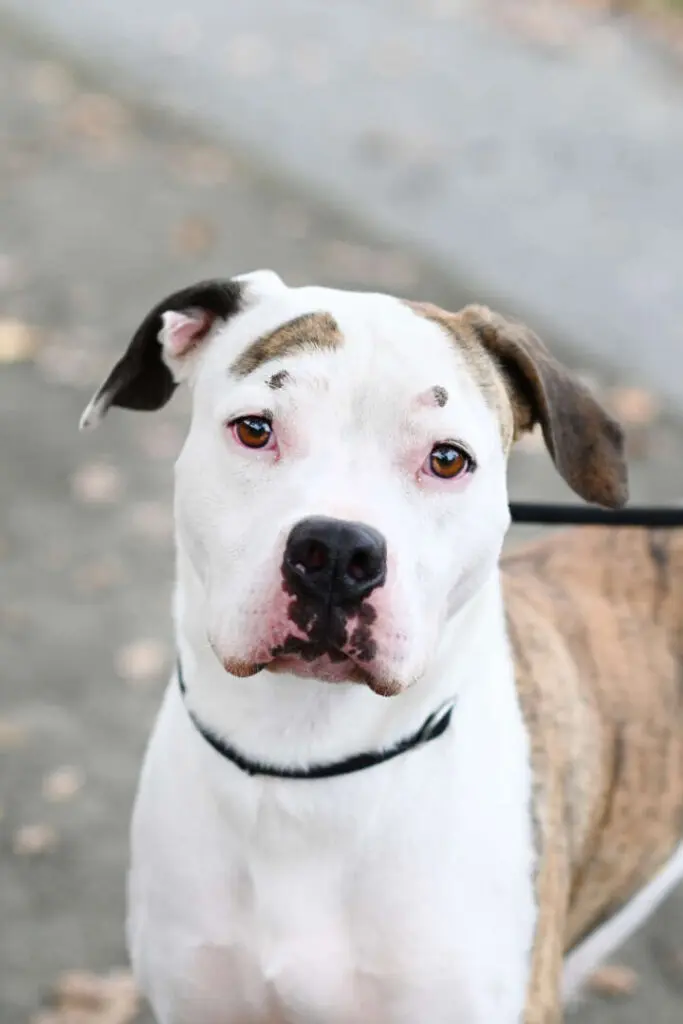 Stone – Staffordshire Terrier Mix, männlich, 2 Jahre, 13057 Berlin – zur Adoption