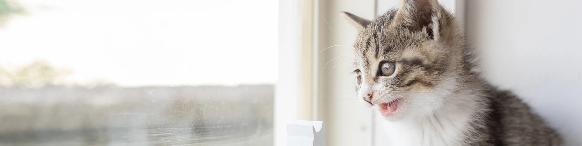 Katzen (Pensionstier)