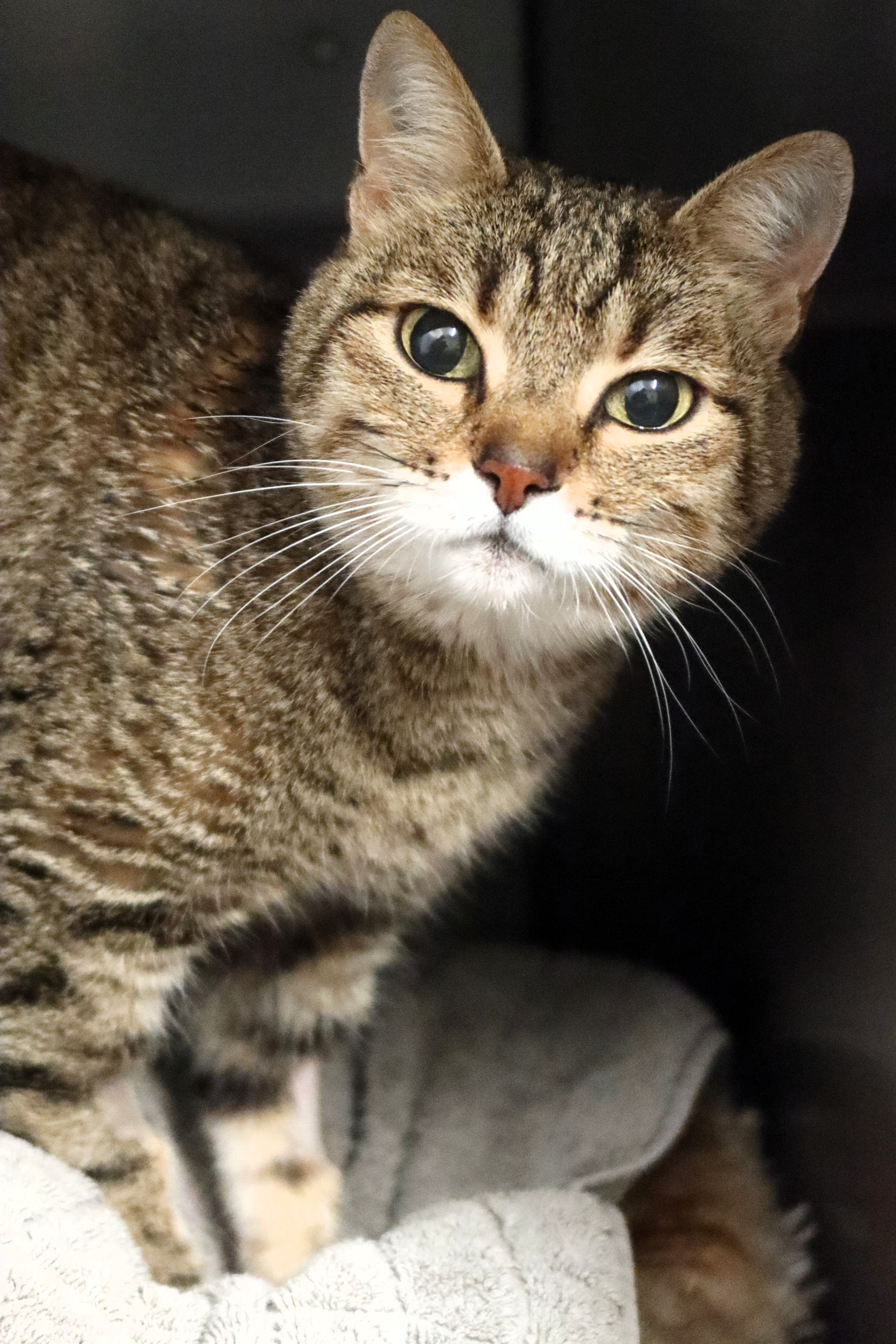 Gia – EKH, weiblich, 50969 Köln-Zollstock – zur Adoption