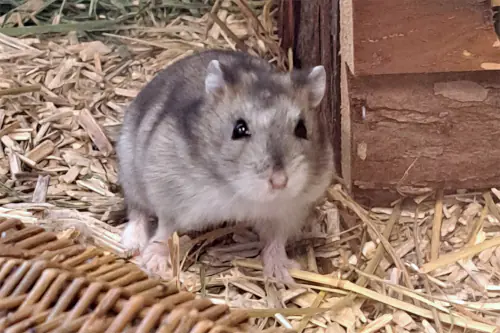 Speedy