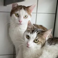 Nobby Nossy – EKH, weiblich, 4 Jahre, 90537 Feucht – zur Adoption