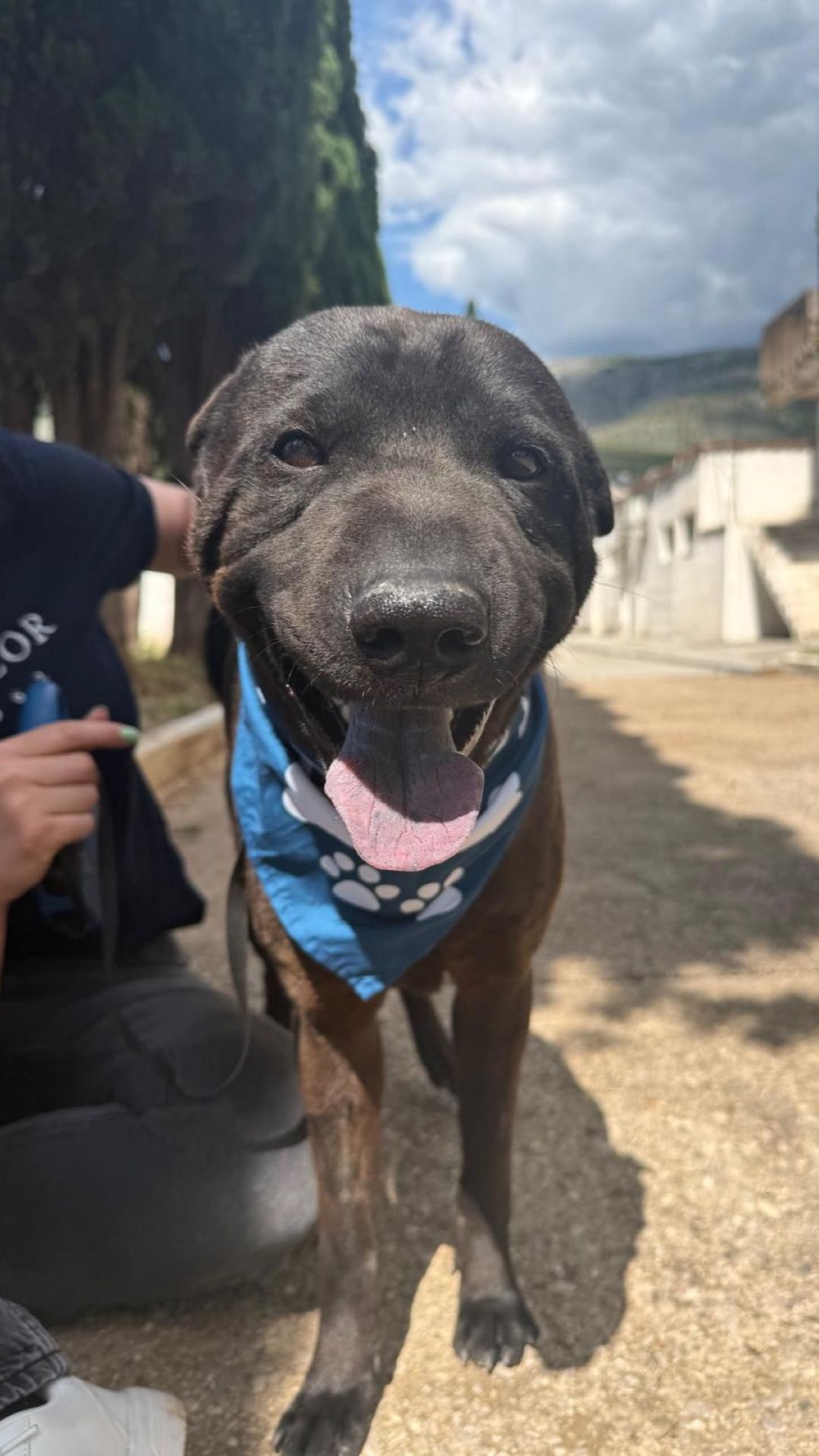 Duda – Shar-Pei/ Labrador-Mischling, männlich, 38 Monate, Nordic Strays e.V. – zur Adoption
