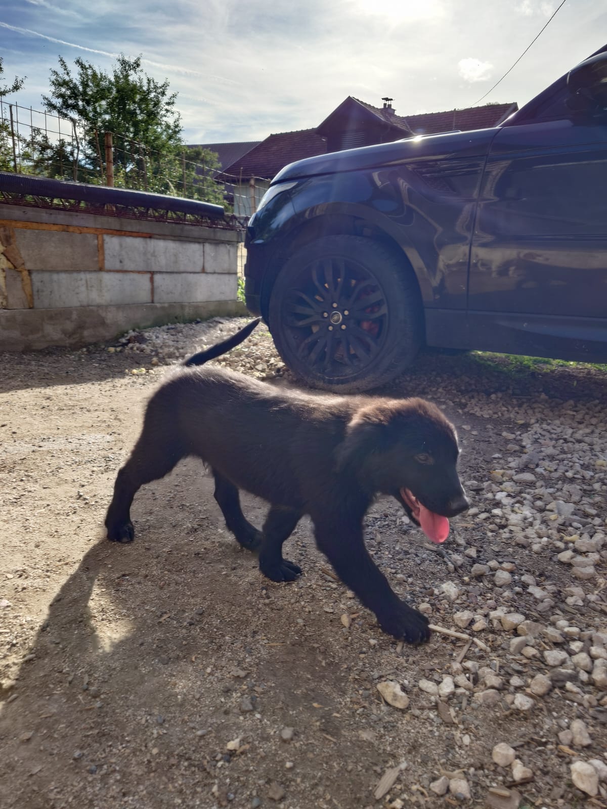 Hugi – Hund, männlich, Nordic Strays e.V. – zur Adoption
