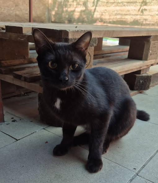 Kater222825 - Patenlos – EKH, männlich, 50823 Köln – zur Adoption