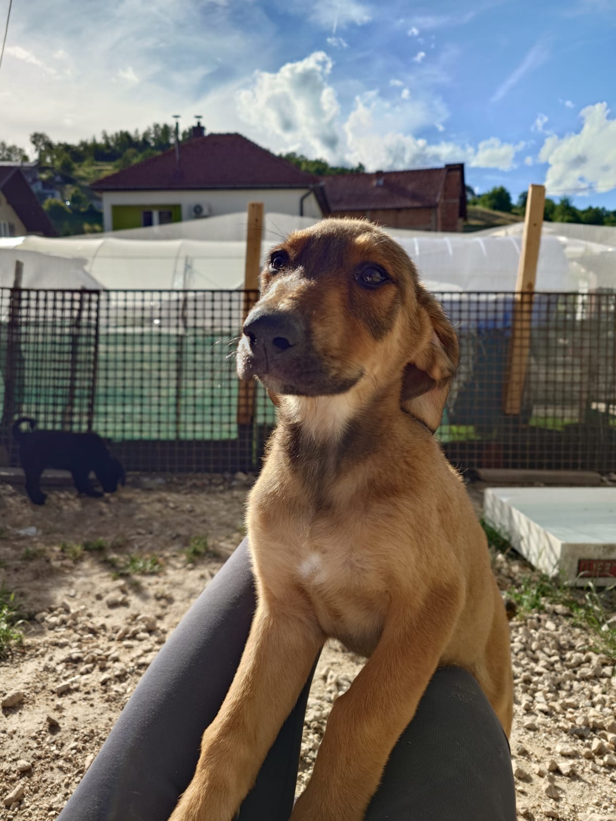 Casperi – Hund, männlich, Nordic Strays e.V. – zur Adoption