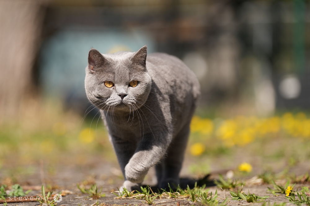 Ezra – Katze, männlich, 90537 Feucht – zur Adoption