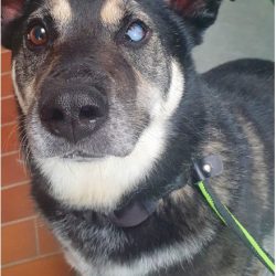 Michi – Husky-Corgi-Mix, männlich, 8 Jahre, 7 Monate, 13057 Berlin – zur Adoption