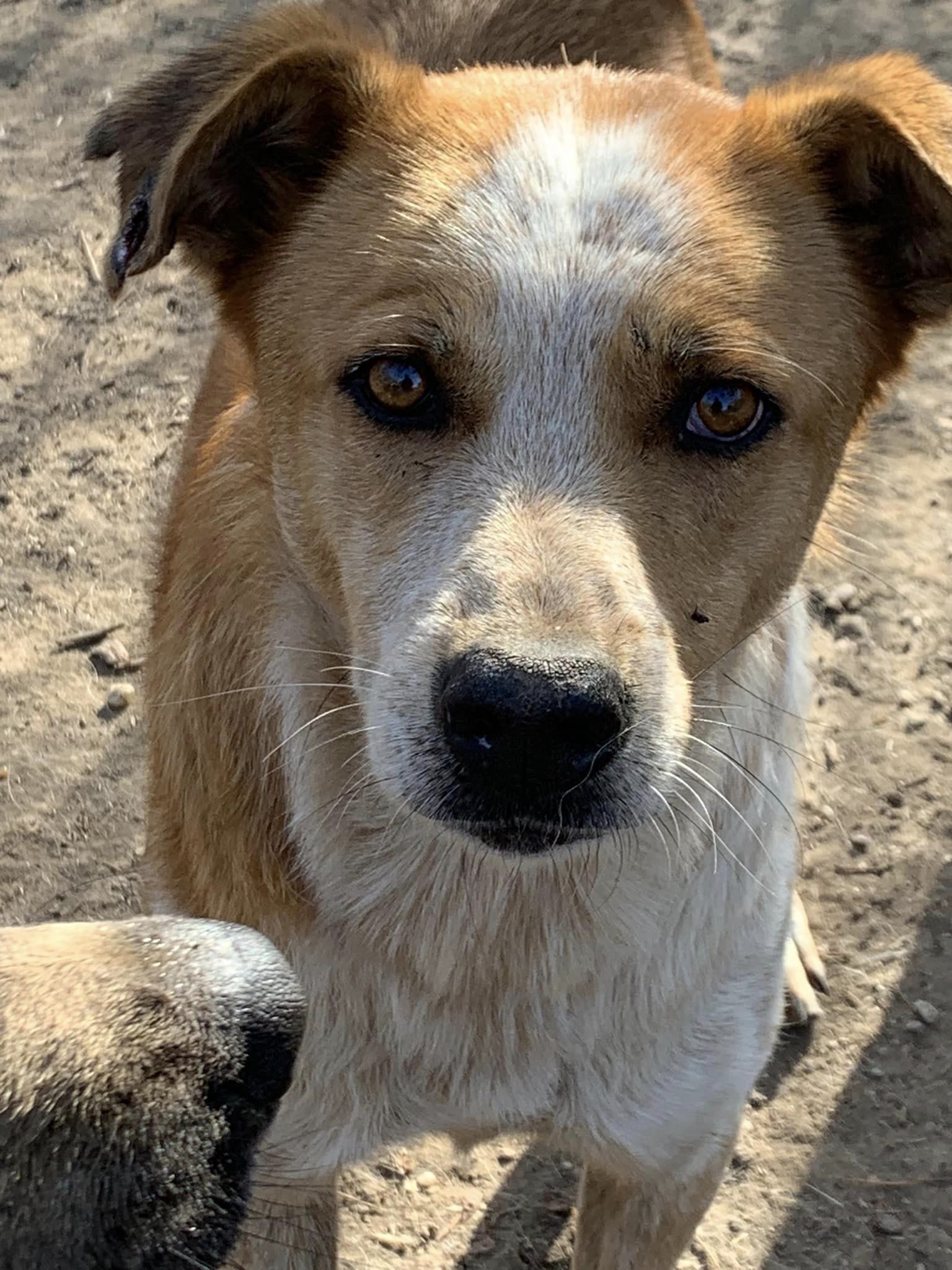 Joker – Hund, männlich, 50823 Köln – zur Adoption