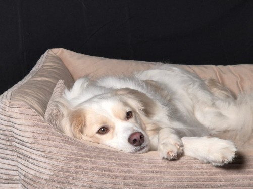 Jerek – Hund, männlich, 32758 Detmold – zur Adoption