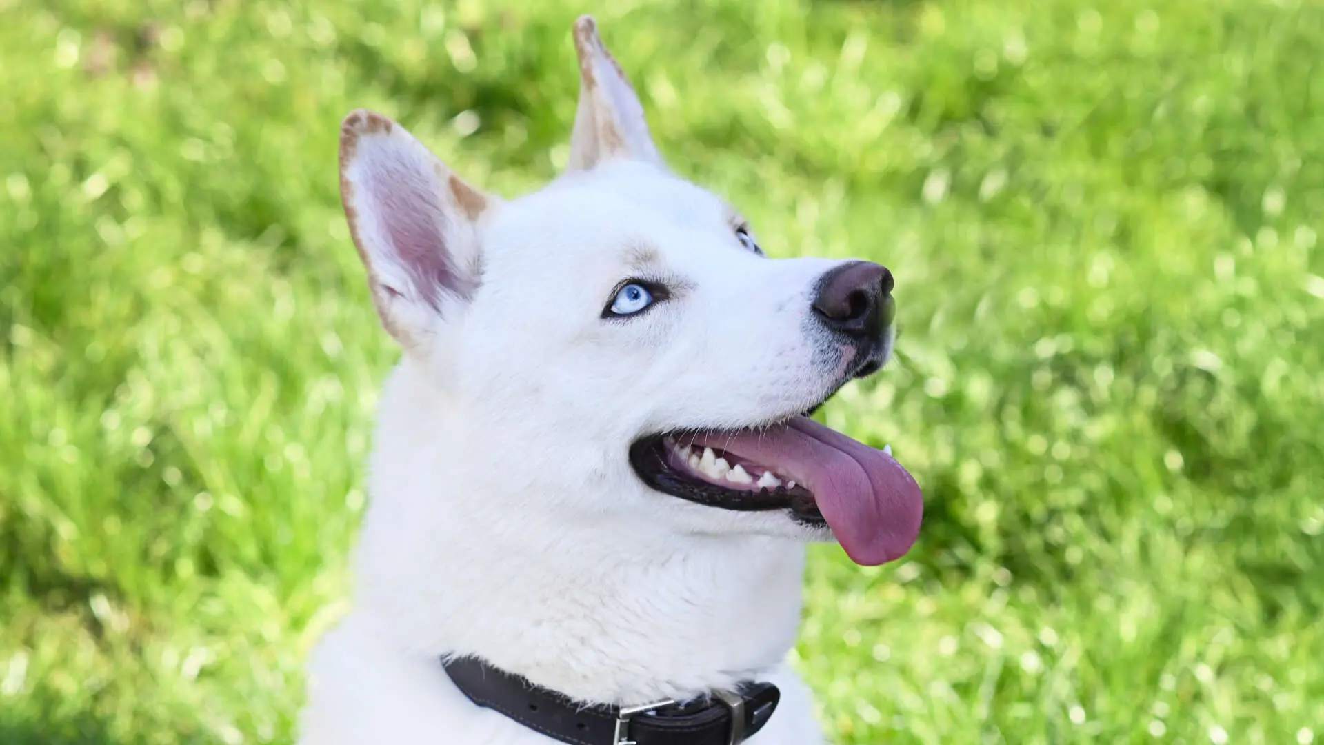Arktis – Siberian Husky Mix, männlich, 1 Jahr, 2 Monate, 13057 Berlin – zur Adoption