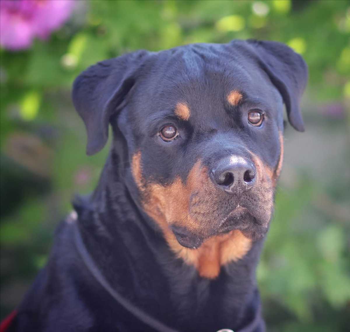 ARNI