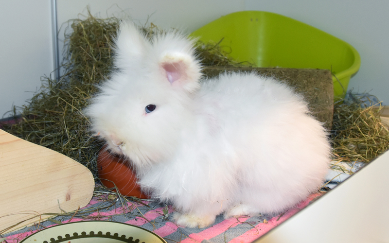 Winni und Wuschel – Angora-Zwergkaninchen, männlich, 90537 Feucht – zur Adoption