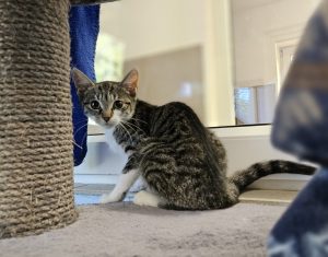 Fee – Europäisch Kurzhaar, weiblich, 97525 Schwebheim – zur Adoption