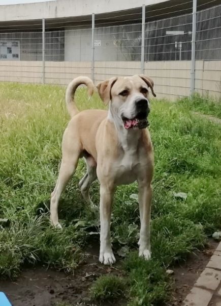 Vito – Presa Canario-Mix, männlich, 9 Jahre, 13057 Berlin – zur Adoption