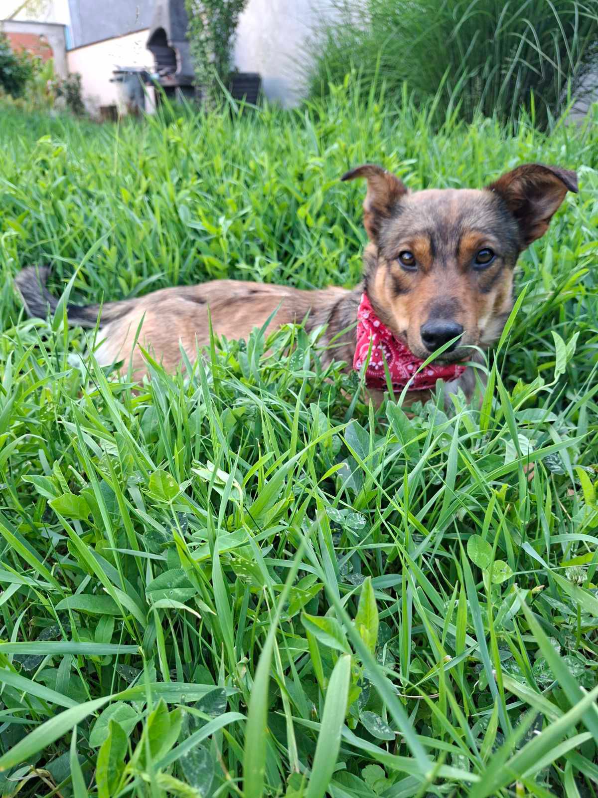 Roki