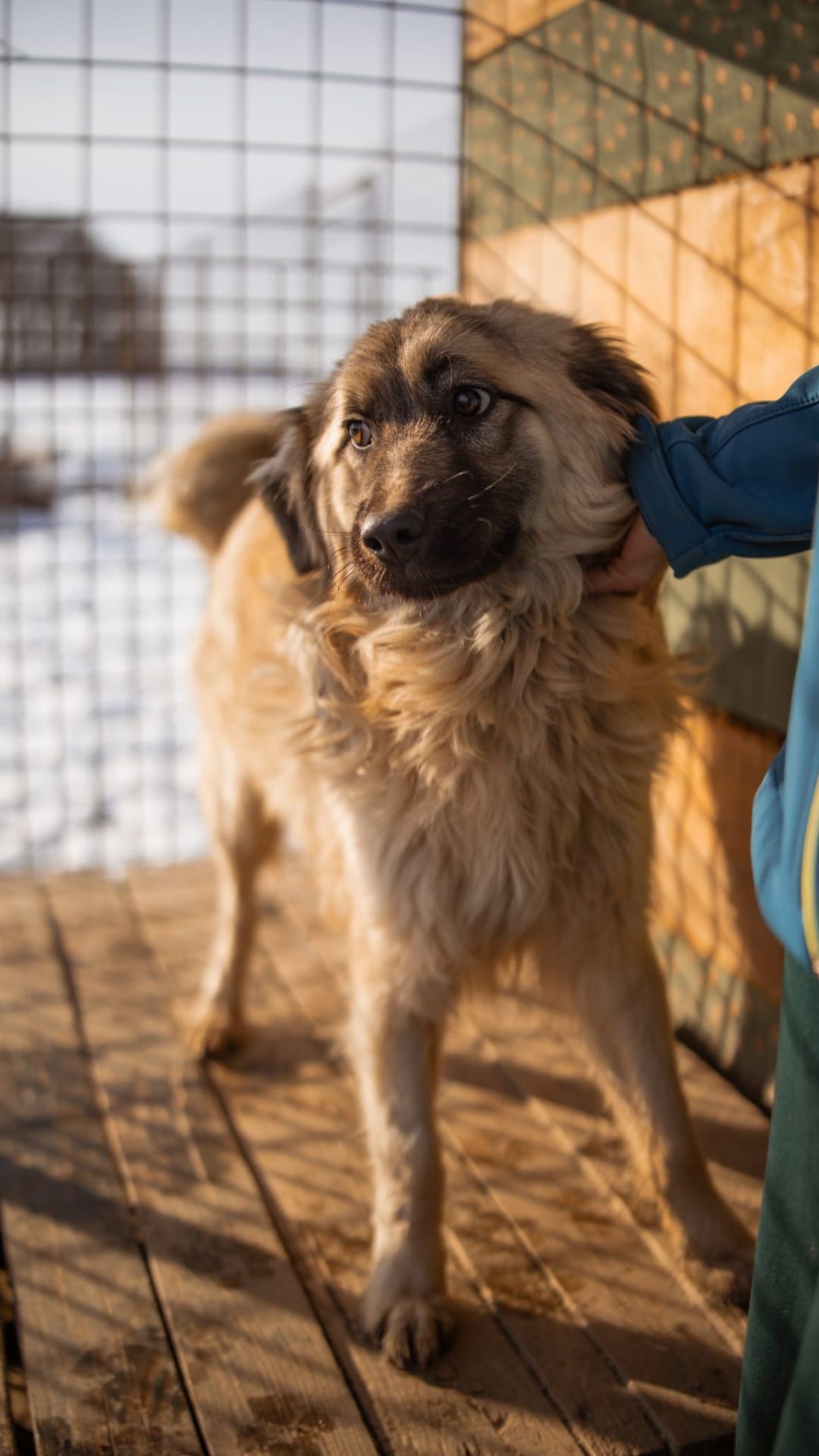 Denis – Hund, männlich, 1 Jahr, 6 Monate, Nordic Strays e.V. – zur Adoption