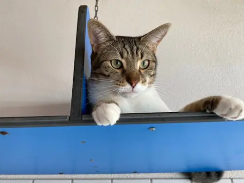 Olivander – EKH, Bengale, männlich, 5 Jahre, 90537 Feucht – zur Adoption