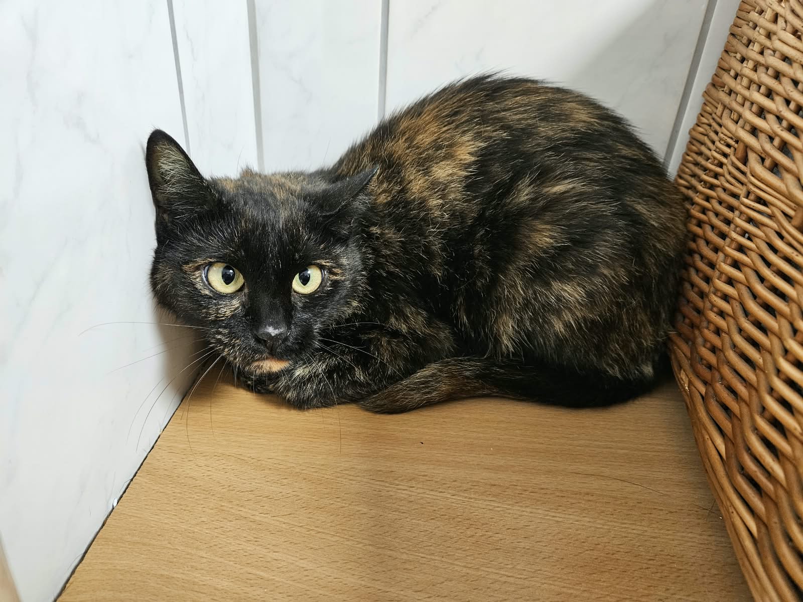 Wilma