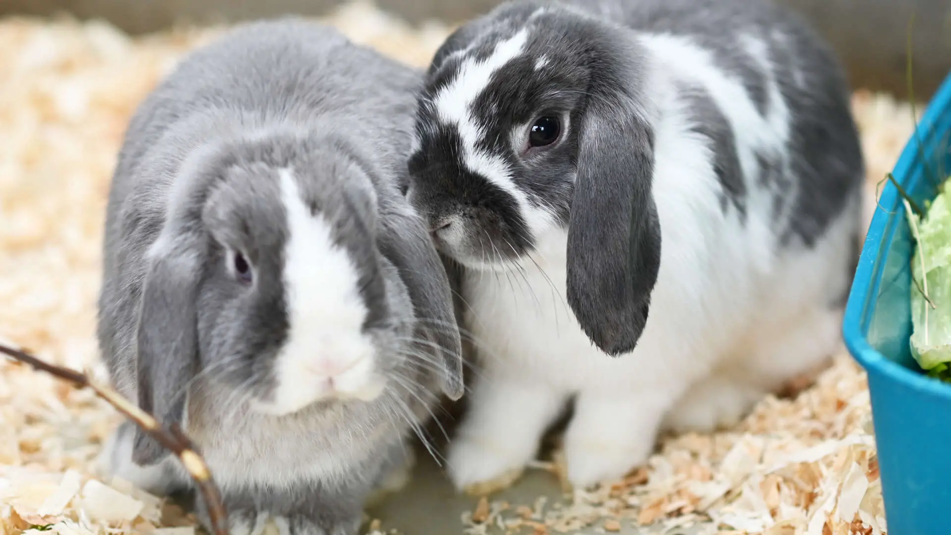 Lämmchen – Widder-Mix, weiblich, 13057 Berlin – zur Adoption