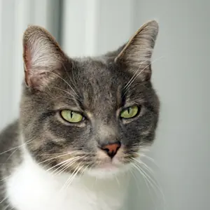 Luka – EKH, männlich, 90537 Feucht – zur Adoption