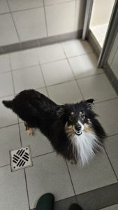 Lilli