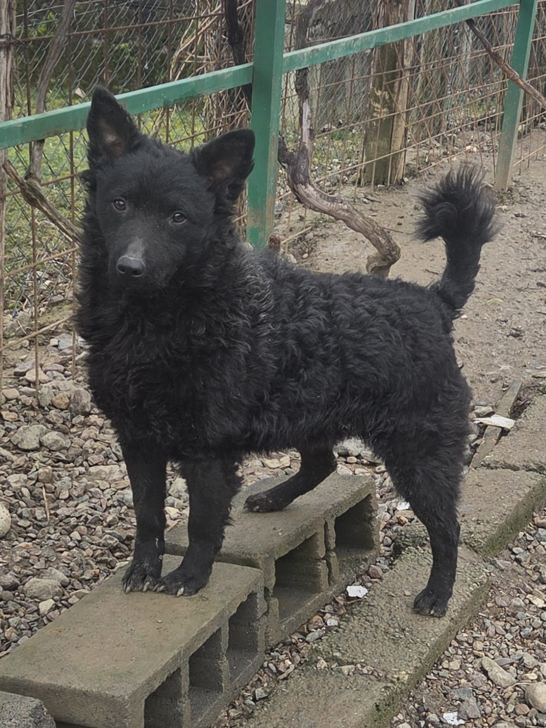 Maxima