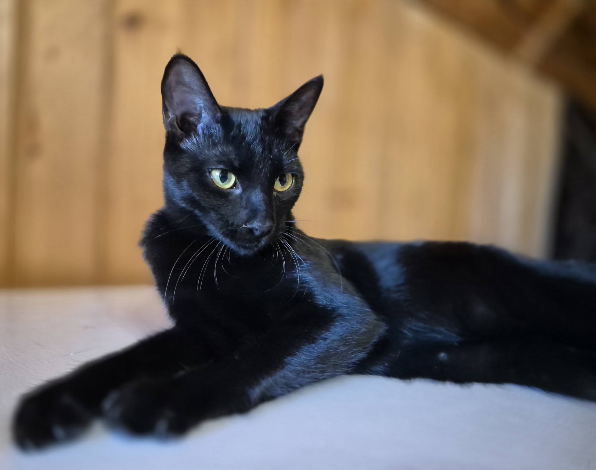 Bisou – EKH, männlich, 50823 Köln – zur Adoption
