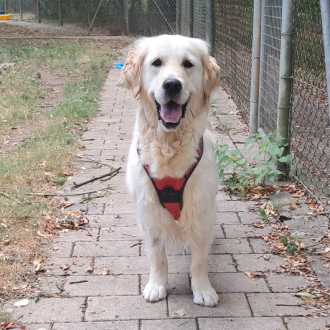 Pianola – Golden Retriever, weiblich, 7 Jahre, 97074 Würzburg – zur Adoption