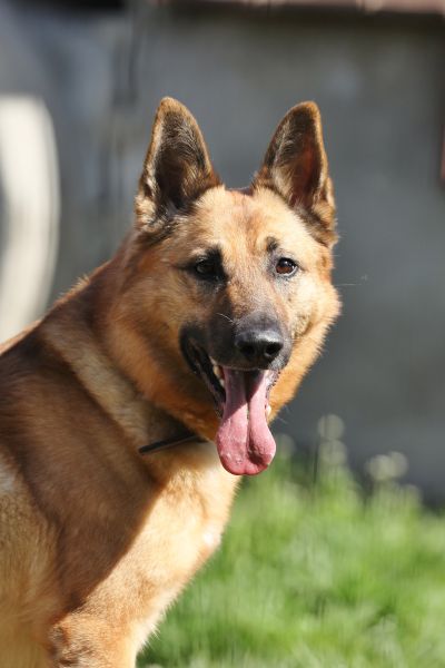 Tango – Deutscher Schäferhund, männlich, 6 Jahre, 13057 Berlin – zur Adoption
