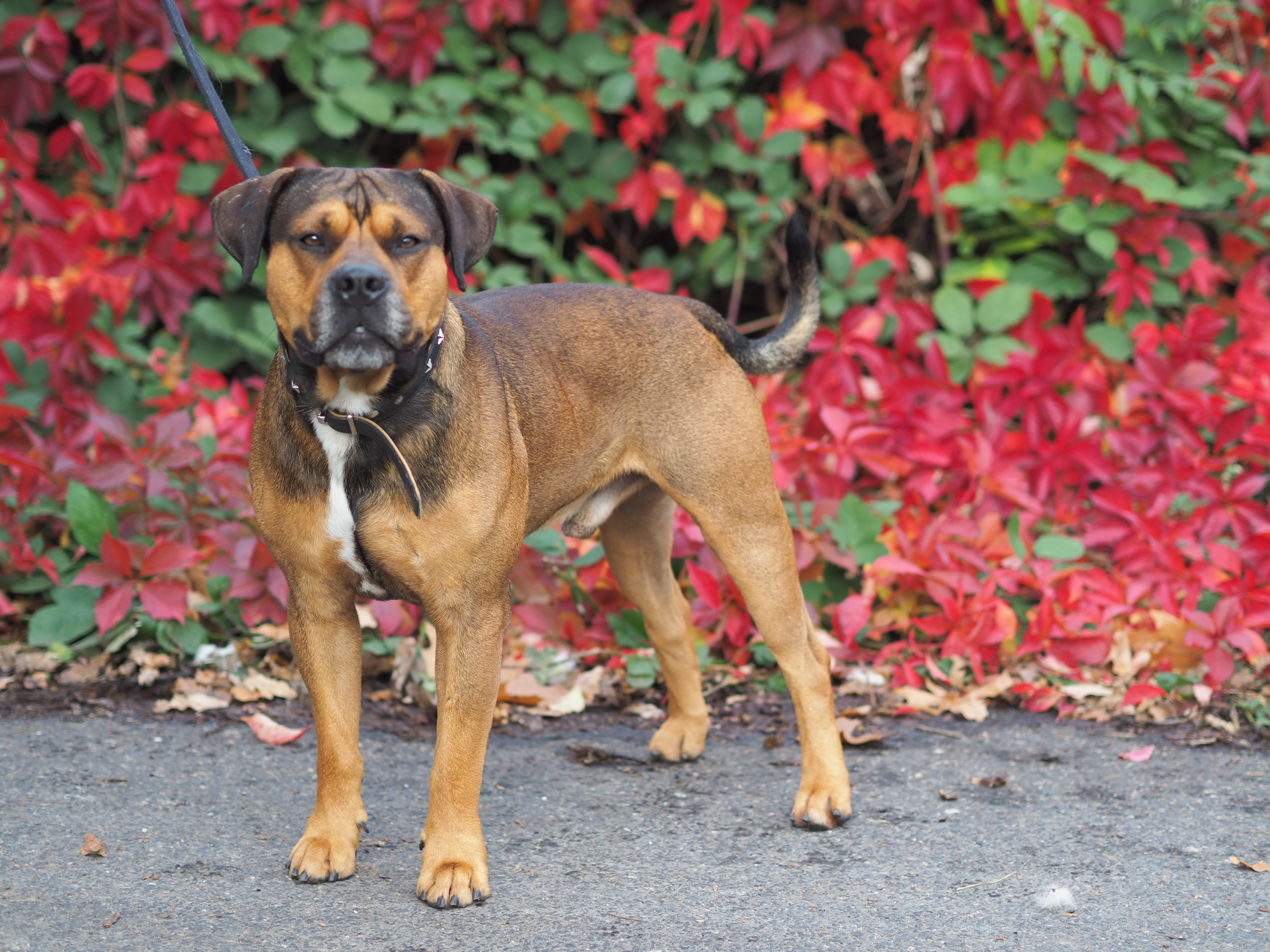 Milano – Rottweiler-Mix, männlich, 2 Jahre, 50969 Köln-Zollstock – zur Adoption