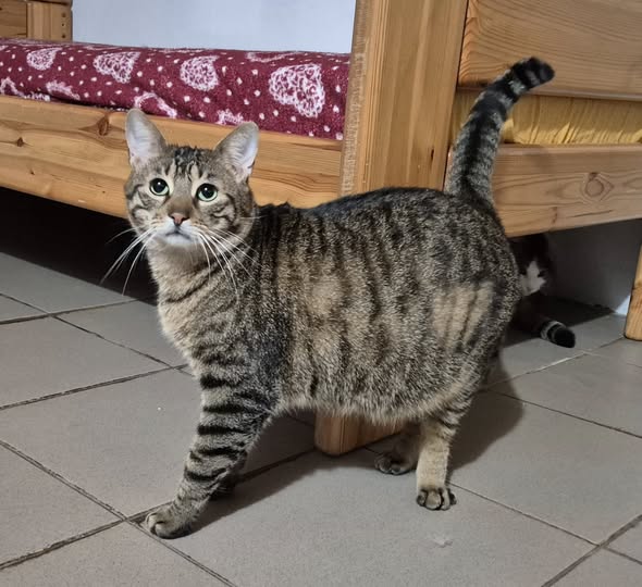 Ted – EKH, männlich, 50823 Köln – zur Adoption