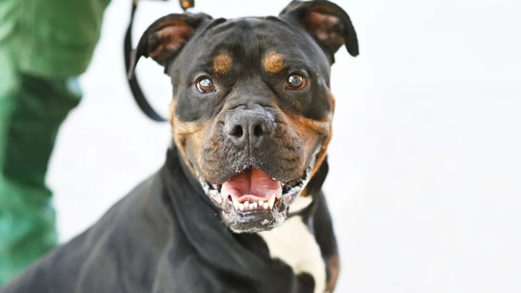 Yuno – Bulldoggen-Mix, männlich, 1 Jahr, 13057 Berlin – zur Adoption