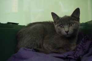 Luisa – Europäisch Kurzhaar, weiblich, 97525 Schwebheim – zur Adoption