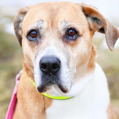 Fanni – Ridgeback-Mix, weiblich, 10 Jahre, 13057 Berlin – zur Adoption