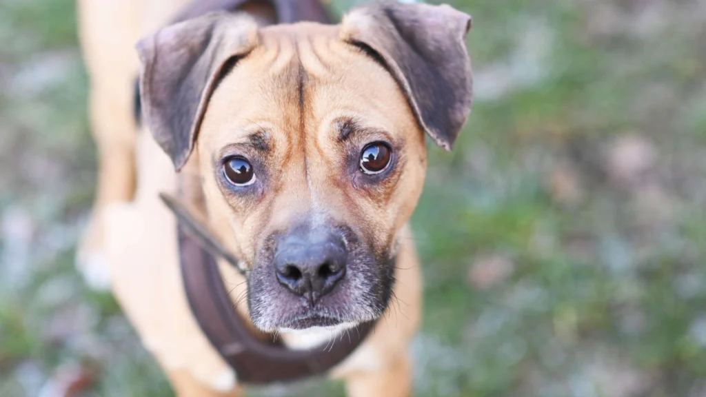 Bocky – Boxer-Mix, männlich, 5 Jahre, 13057 Berlin – zur Adoption
