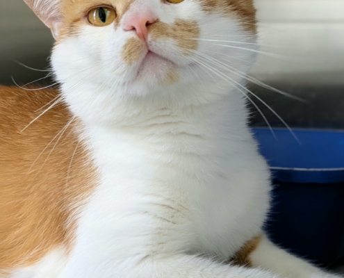 Oskar