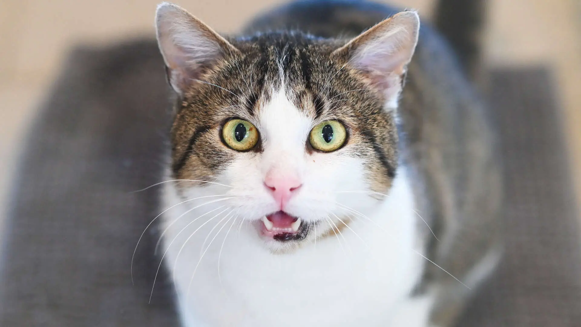 Frederick – EKH, männlich, 13057 Berlin – zur Adoption