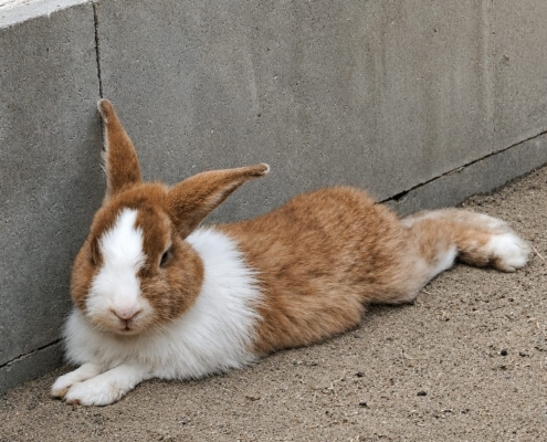 Hasi – Kaninchen, männlich, 5 Jahre, 39576 Stendal – zur Adoption