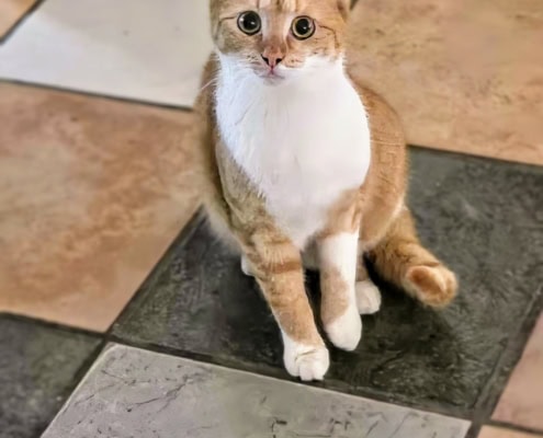 Tyson